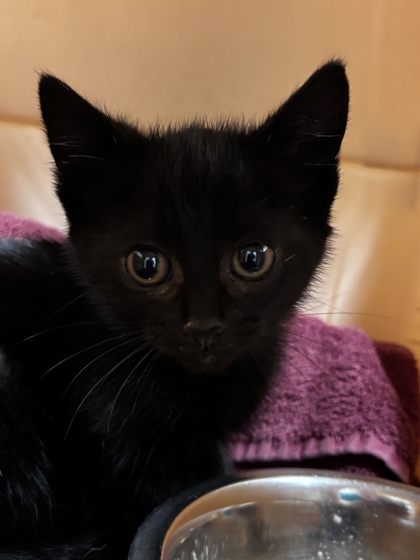 Shelter Stray Female Cat last seen Near Lake McMurray Ln, Skagit County, WA, 18911 Kelleher Rd, Burlington, WA 98233, USA