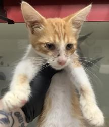 Shelter Stray Male Cat last seen Near S Freeway, South District, TX, 355 Hillshire Dr, Haslet, TX 76052, USA