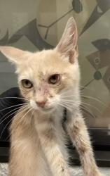 Shelter Stray Female Cat last seen Near S Freeway, South District, TX, 355 Hillshire Dr, Haslet, TX 76052, USA