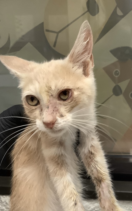 Shelter Stray Female Cat last seen Near S Freeway, South District, TX, 355 Hillshire Dr, Haslet, TX 76052, USA