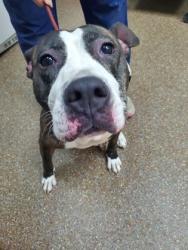 Shelter Stray Female Dog last seen South Aviation and Fighter Drive, North Charleston, SC, 2455 Remount Rd, North Charleston, SC 29406, USA