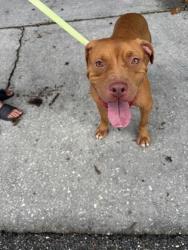 Shelter Stray Female Dog last seen Near W DEER TRAIL LN, Lecanto, FL, 4030 S Airport Rd, Inverness, FL 34450, USA