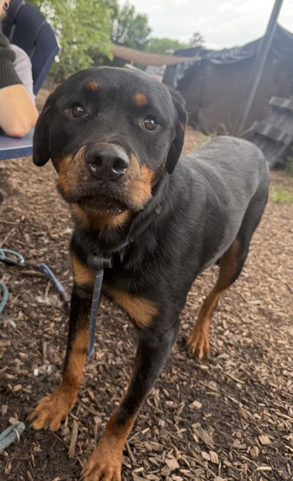 Shelter Stray Female Dog last seen Near Donavan way Decatur GA 30034, 30034, GA, 3280 Chamblee Dunwoody Rd, Chamblee, GA 30341, USA