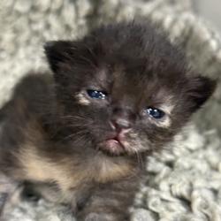 Shelter Stray Female Cat last seen Wellesley Ct /Tarrow St, City of College Station, TX, 5359 Leonard Rd, Bryan, TX 77807, USA
