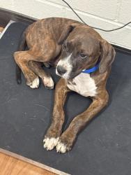 Shelter Stray Male Dog last seen Near SAINT KATHERINE, 70805, LA, 2550 Gourrier Ave, Baton Rouge, LA 70820, USA