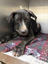 Shelter Stray Female Dog last seen Par Rd 3-114, Out Of Parish, LA, 2550 Gourrier Ave, Baton Rouge, LA 70820, USA