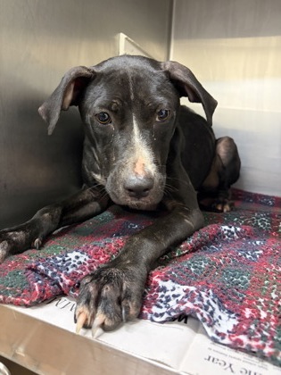 Shelter Stray Female Dog last seen Par Rd 3-114, Out Of Parish, LA, 2550 Gourrier Ave, Baton Rouge, LA 70820, USA