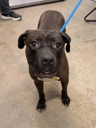 Shelter Stray Female Dog last seen Near E 185, 5th District, OH, 9203 Detroit Ave, Cleveland, OH 44102, USA