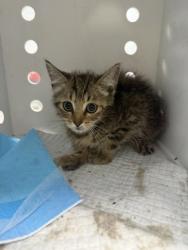 Shelter Stray Male Cat last seen Near Oak Ridge Dr, Havelock, NC, 1639 Old Airport Rd, New Bern, NC 28562, USA