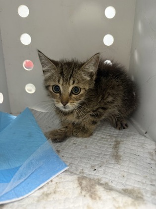 Shelter Stray Male Cat last seen Near Oak Ridge Dr, Havelock, NC, 1639 Old Airport Rd, New Bern, NC 28562, USA