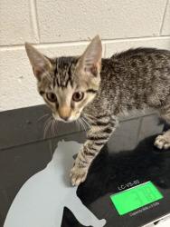 Shelter Stray Male Cat last seen Near block of Murphy St, Knox County GP, TN, 3201 Division St, Knoxville, TN 37919, USA