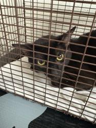 Shelter Stray Unknown Cat last seen Near block of Murphy St, Knox County GP, TN, 3201 Division St, Knoxville, TN 37919, USA