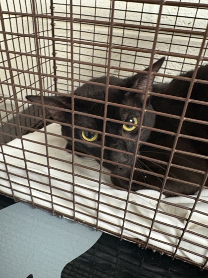 Shelter Stray Unknown Cat last seen Near block of Murphy St, Knox County GP, TN, 3201 Division St, Knoxville, TN 37919, USA