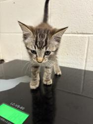 Shelter Stray Male Cat last seen Fountain City Public Library, Knox County GP, TN, 3201 Division St, Knoxville, TN 37919, USA