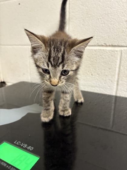 Shelter Stray Male Cat last seen Fountain City Public Library, Knox County GP, TN, 3201 Division St, Knoxville, TN 37919, USA