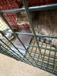 Shelter Stray Female Cat last seen Near E. Center, Duncanville, TX, 1150 E Pleasant Run Rd, Cedar Hill, TX 75104, USA