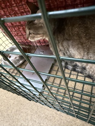 Shelter Stray Female Cat last seen Near E. Center, Duncanville, TX, 1150 E Pleasant Run Rd, Cedar Hill, TX 75104, USA