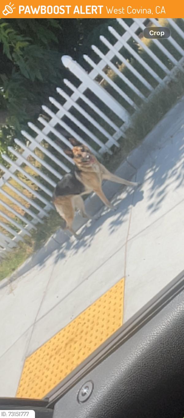 Found/Stray Unknown Dog last seen Valinda and Herring West Covina, West Covina, CA 91790