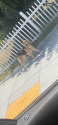 Found/Stray Unknown Dog last seen Valinda and Herring West Covina, West Covina, CA 91790