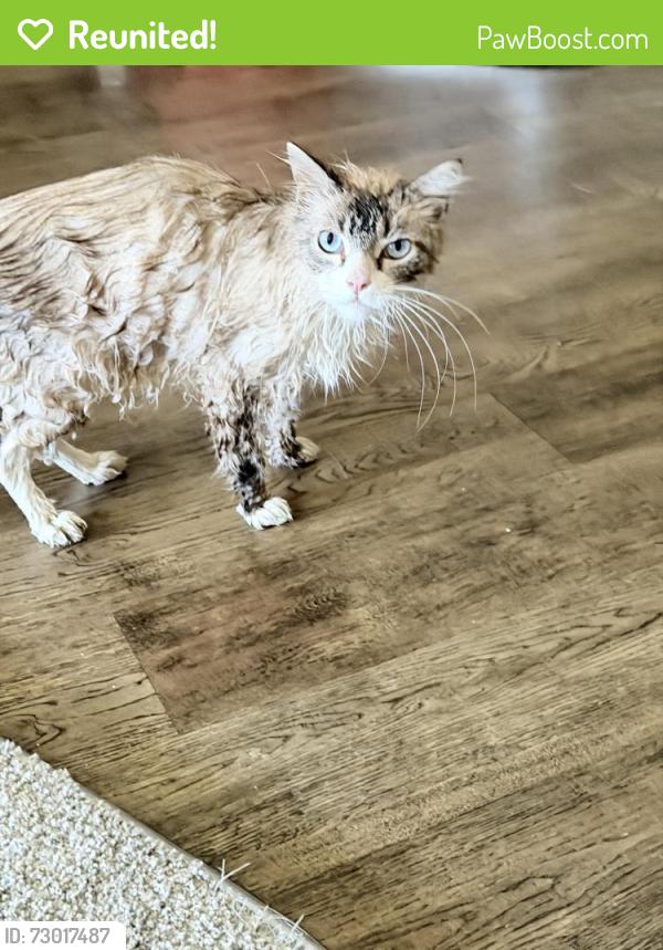 Reunited Female Cat last seen West Carmen Lane, Santa Maria, CA 93458
