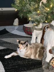 Lost Female Cat last seen Marbach and Military, San Antonio, TX 78227