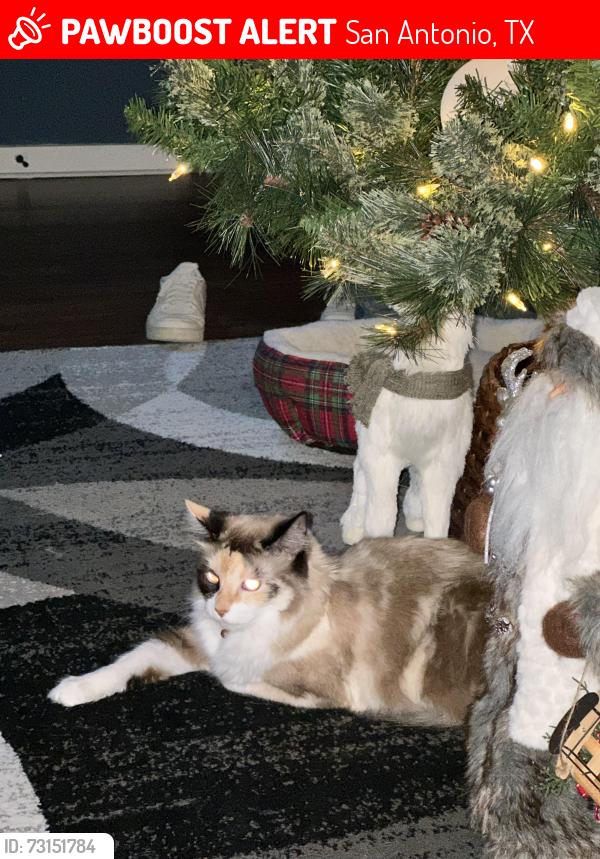 Lost Female Cat last seen Marbach and Military, San Antonio, TX 78227