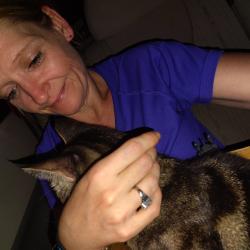 Found/Stray Female Cat last seen Pekin IL, Pekin, IL 61554