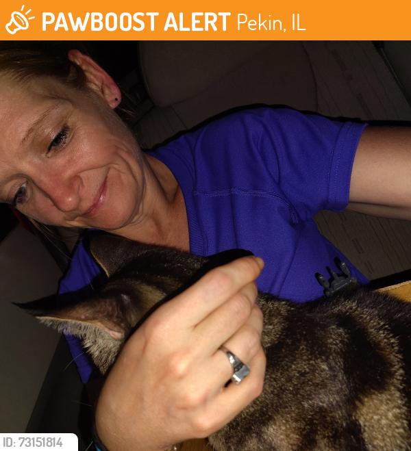 Found/Stray Female Cat last seen Pekin IL, Pekin, IL 61554