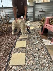Reunited Male Dog last seen San Juan St/Santa Rosa, Oceanside, CA 92058