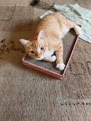 Found/Stray Male Cat last seen Gulf to Bay Clearwater Mall, Clearwater, FL 33765