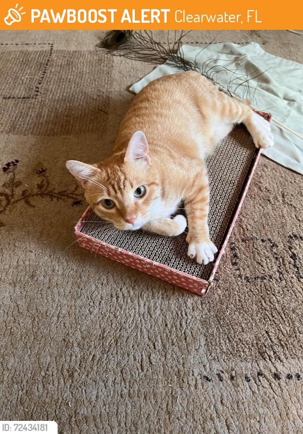 Found/Stray Male Cat last seen Gulf to Bay Clearwater Mall, Clearwater, FL 33765