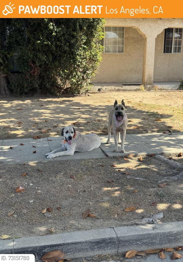 Found/Stray Male Dog last seen 87th st, Denker, Los Angeles, CA 90047