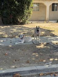 Found/Stray Male Dog last seen 87th st, Denker, Los Angeles, CA 90047