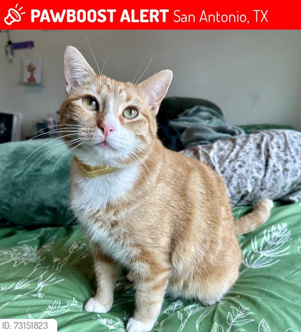 Lost Male Cat last seen Sosa at palo alto, San Antonio, TX 78224
