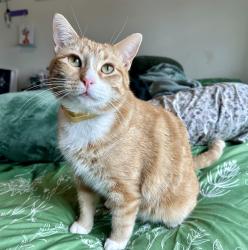 Lost Male Cat last seen Sosa at palo alto, San Antonio, TX 78224