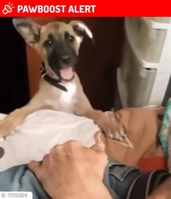 Lost Male Dog last seen Tierra blanca Culiacán, Culiacán Rosales, Sin. 