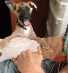 Lost Male Dog last seen Tierra blanca Culiacán, Culiacán Rosales, Sin. 