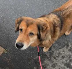 Found/Stray Female Dog last seen Arden, Asheville, NC 28704