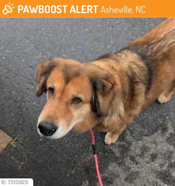 Found/Stray Female Dog last seen Arden, Asheville, NC 28704