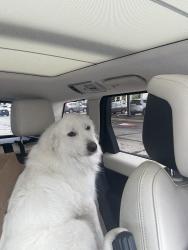 Reunited Female Dog last seen Westridge St, Houston, TX, USA, Houston, TX 77054