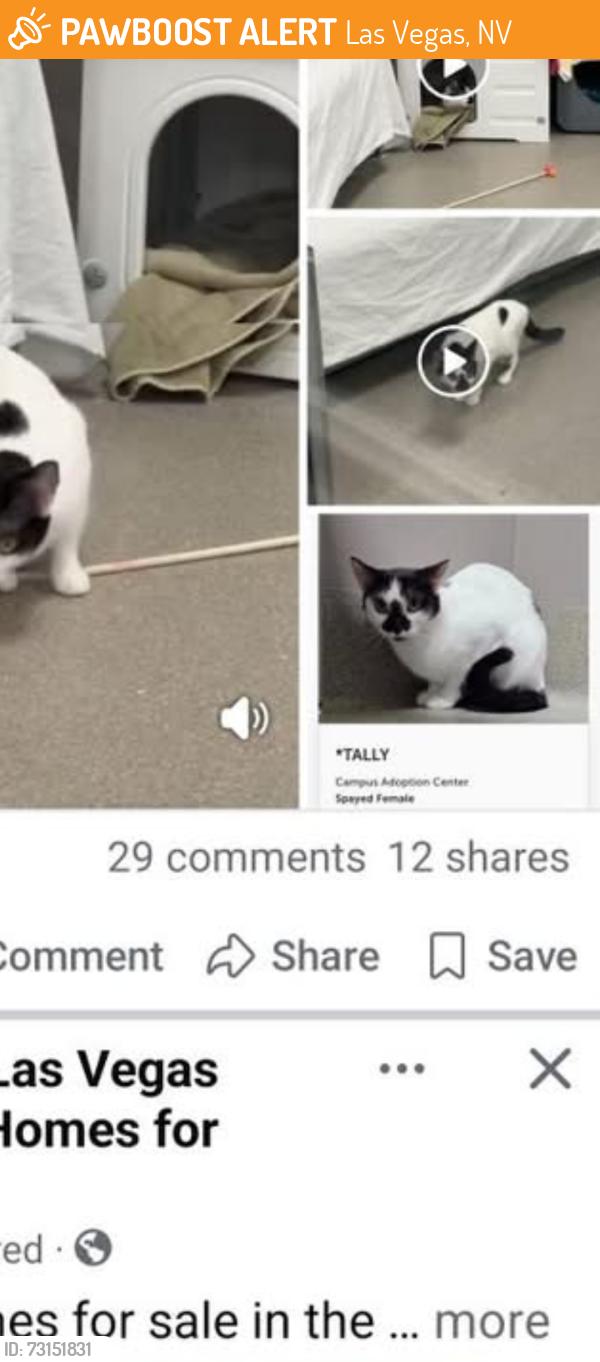 Found/Stray Female Cat last seen don't know, Las Vegas, NV 89101