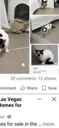 Found/Stray Female Cat last seen don't know, Las Vegas, NV 89101