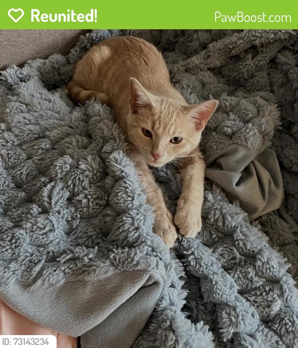 Reunited Male Cat last seen Indian hill st, Claremont, CA 91711