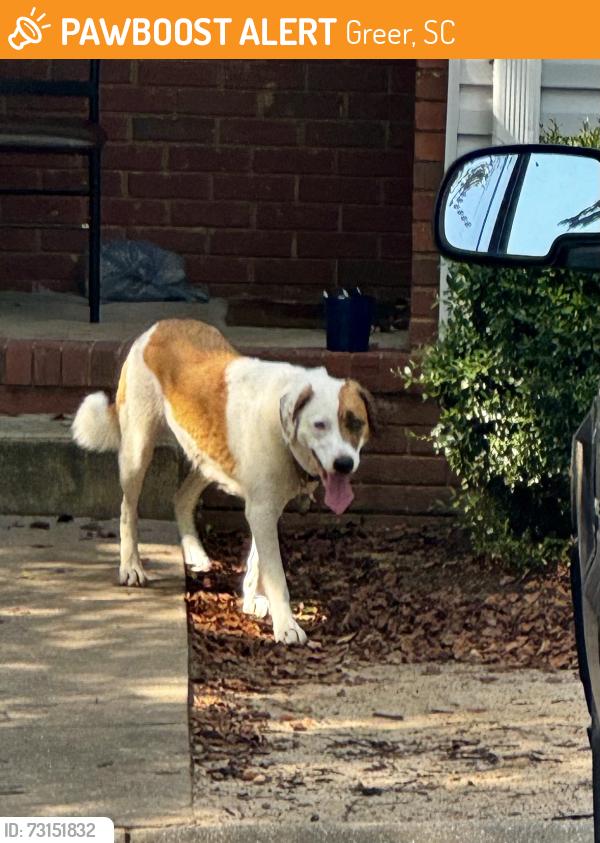 Found/Stray Unknown Dog last seen Huntress drive, Greer, SC 29651