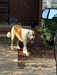 Found/Stray Unknown Dog last seen Huntress drive, Greer, SC 29651