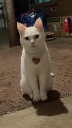 Lost Female Cat last seen Climb rd and emeline, Columbus, OH 43204
