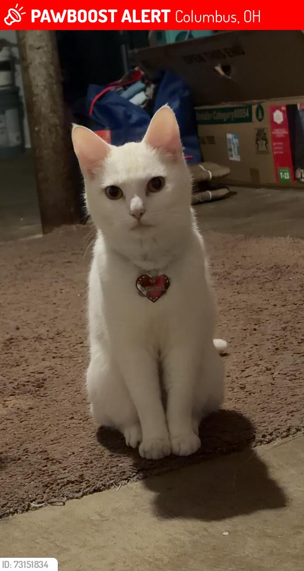 Lost Female Cat last seen Climb rd and emeline, Columbus, OH 43204