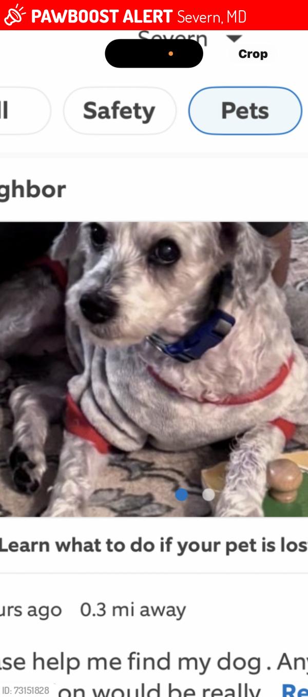 Lost Male Dog last seen Severn tree blvd, Severn, MD 21144