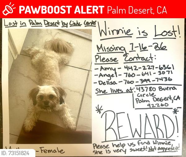 Lost Female Dog last seen Portola and Fred waring, Palm Desert, CA 92260