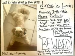 Lost Female Dog last seen Portola and Fred waring, Palm Desert, CA 92260